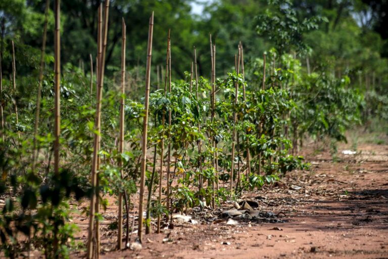 1ª Audiência Pública do Plano de Arborização Urbana acontece hoje