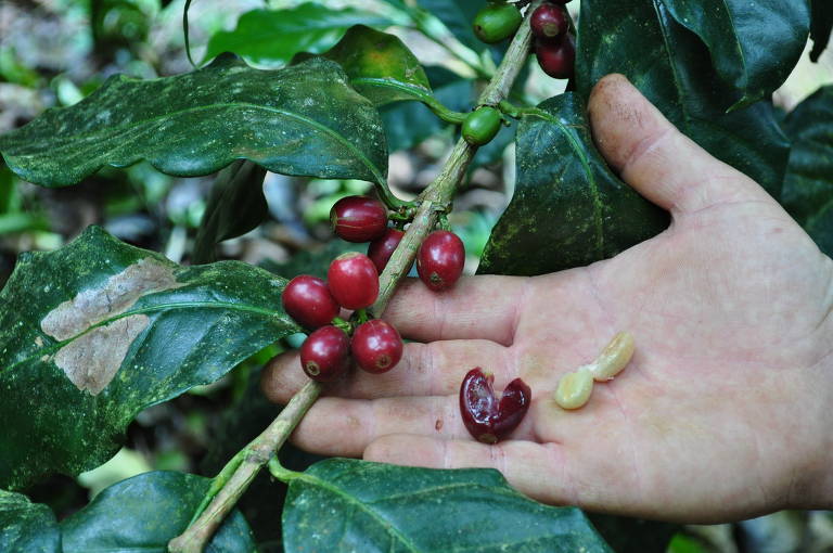 Preço do café pode baixar, mas não por causa de Trump; setores de carnes e sucos miram a Ásia