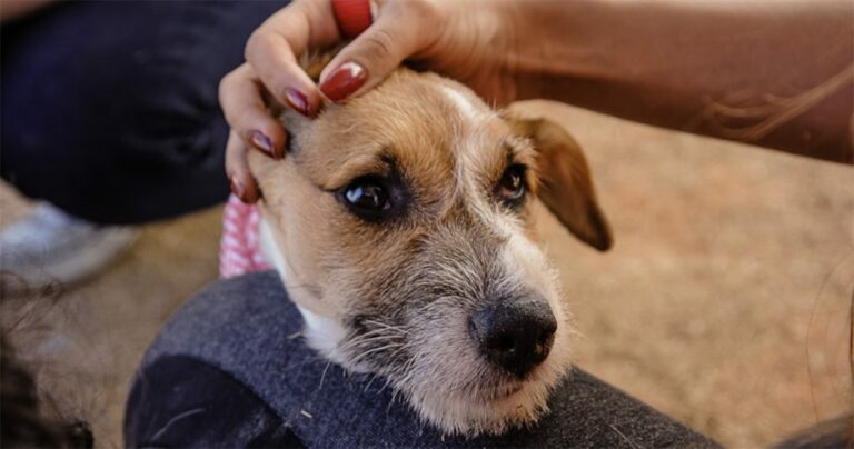 Programa Paraíba Pet promove ‘Dia D’ para pets idosos neste sábado (21) em João Pessoa
