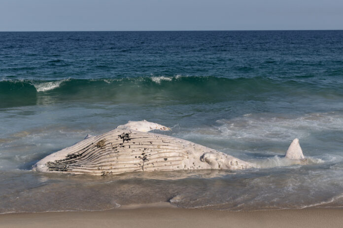 Filhote de baleia Jubarte morto, encalha na praia de São Conrado, na zona sul do Rio de Janeiro | Foto: Eduardo Anizelli/Folhapress
