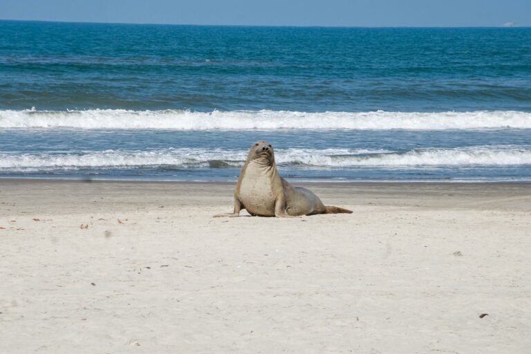 Elefante-marinho fêmea é encontrada em praia de Mongaguá; VÍDEO