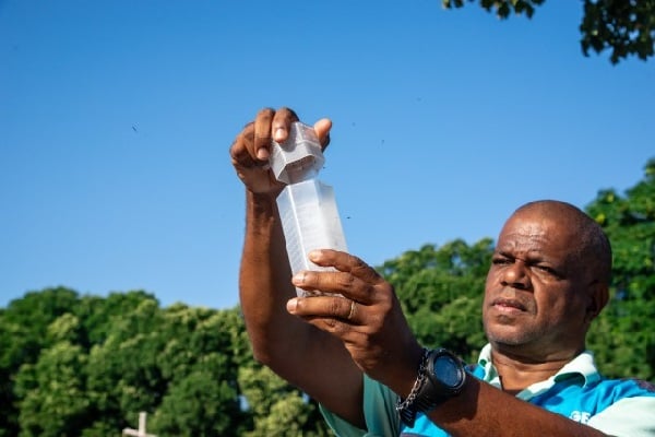 Tecnologia do World Mosquito Program começa a ser aplicada na cidade com apoio da Fiocruz e do Ministério da Saúde; mais de 80 bairros vão receber os “Wolbitos” ao longo das próximas semanas