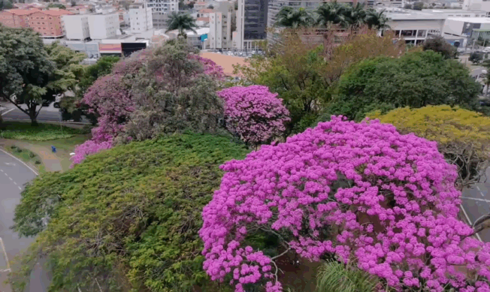Começa a florada dos ipês em Campinas e cidade fica mais colorida