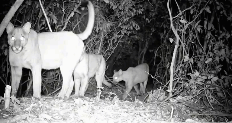 Família de onças-pardas é flagrada em área de mata em Americana
