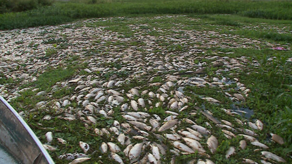 Usina multada em R$ 18 milhões por morte de peixes no rio Piracicaba retoma atividades