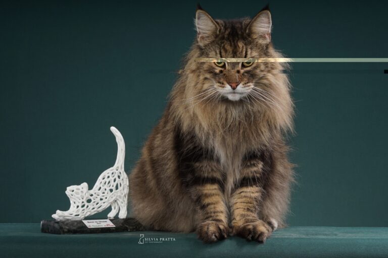 Expo Gatos reunirá quase 200 gatos exóticos em Santos