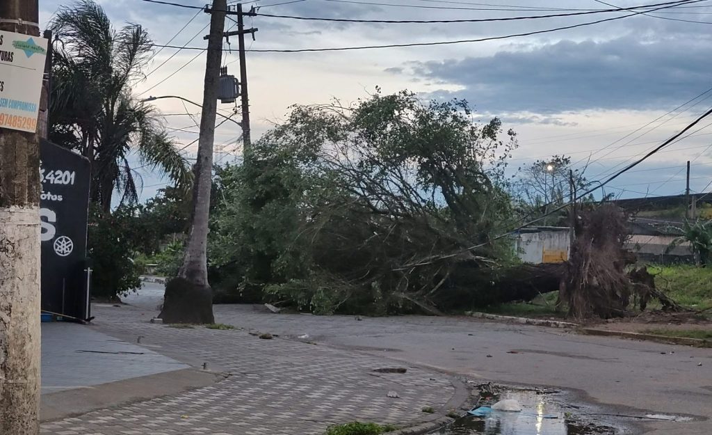Queda de árvores e danos estruturais | Fotos Defesa Civil de SP