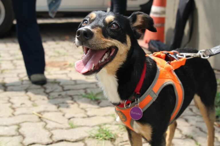 ‘Vira-lata’ que detecta sangue humano se torna o 2° cão perito da Polícia Científica