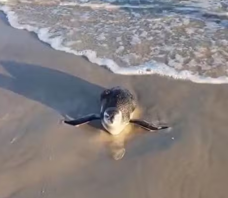 Pinguim é encontrado na Praia da Enseada, em Guarujá