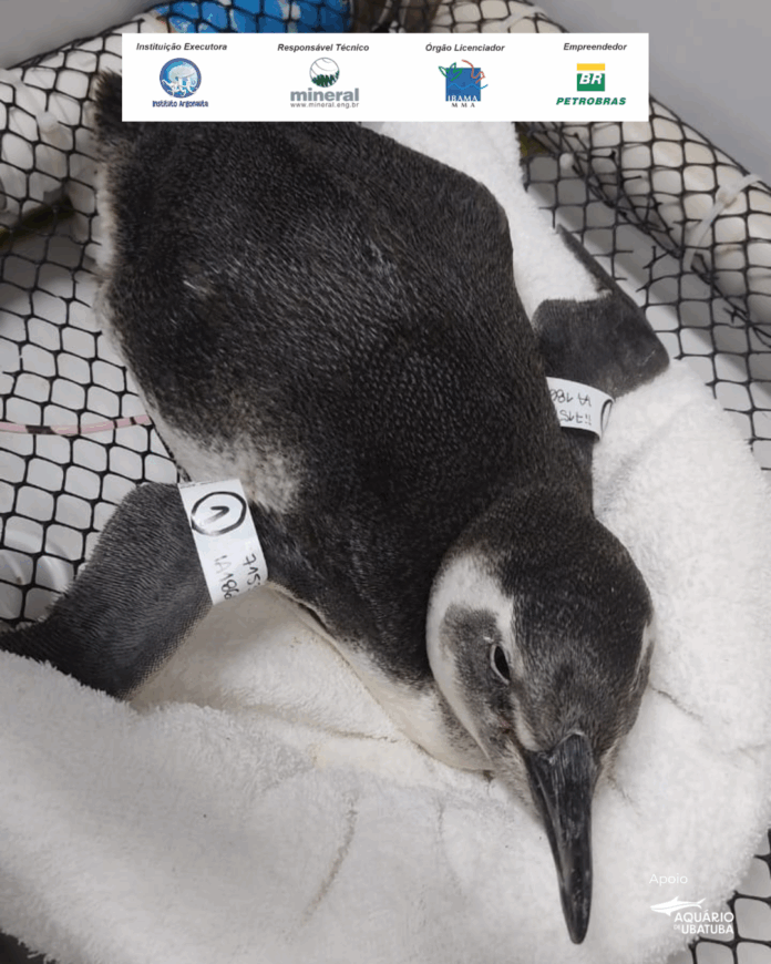 Em três dias, 47 pinguins são encontrados encalhados no litoral norte de SP