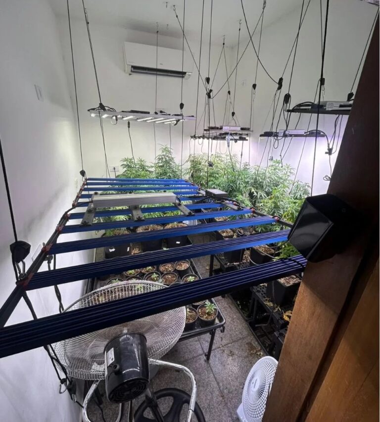 Homem é liberado pela Justiça após ser preso por cultivo de maconha sem autorização em Santos