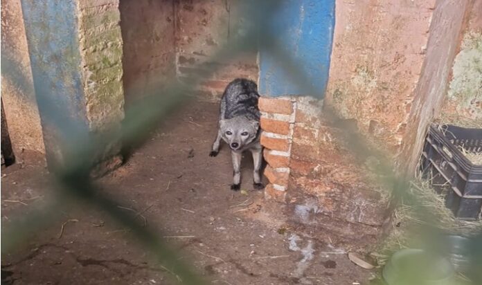 Polícia encontra animais silvestres mantidos ilegalmente em casa em Santo Antônio do Pinhal