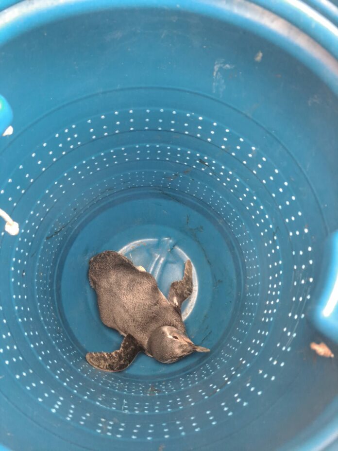Pinguim é resgatado por bombeiros em Caraguatatuba
