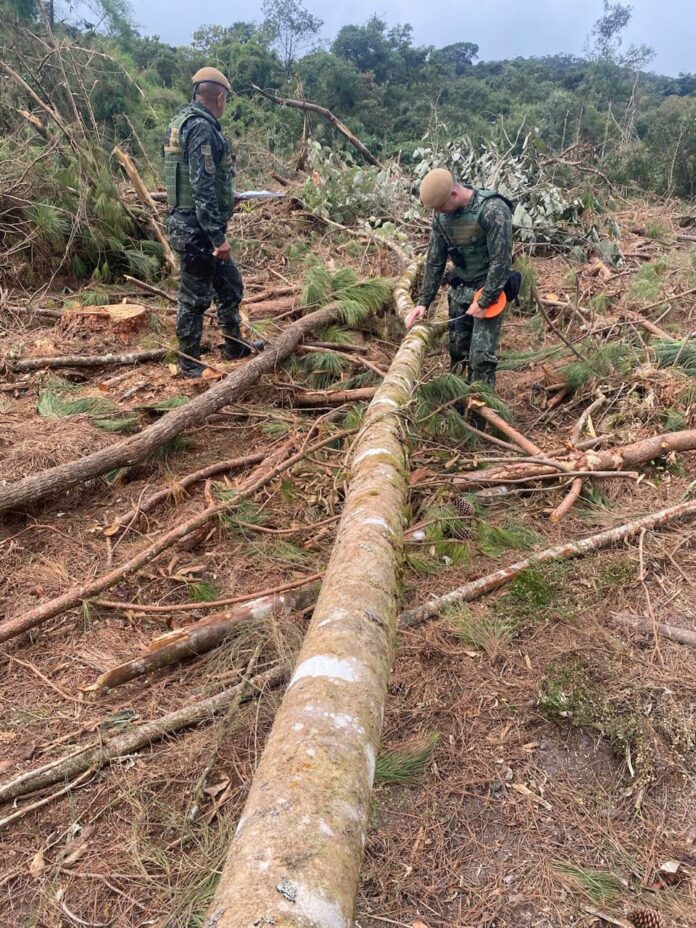 Dono de madeireira é multado em mais de R$ 65 mil por corte ilegal de árvores nativas em Bananal