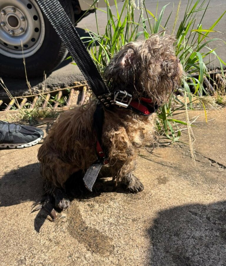 Crianças são flagradas agredindo cachorro em Limeira