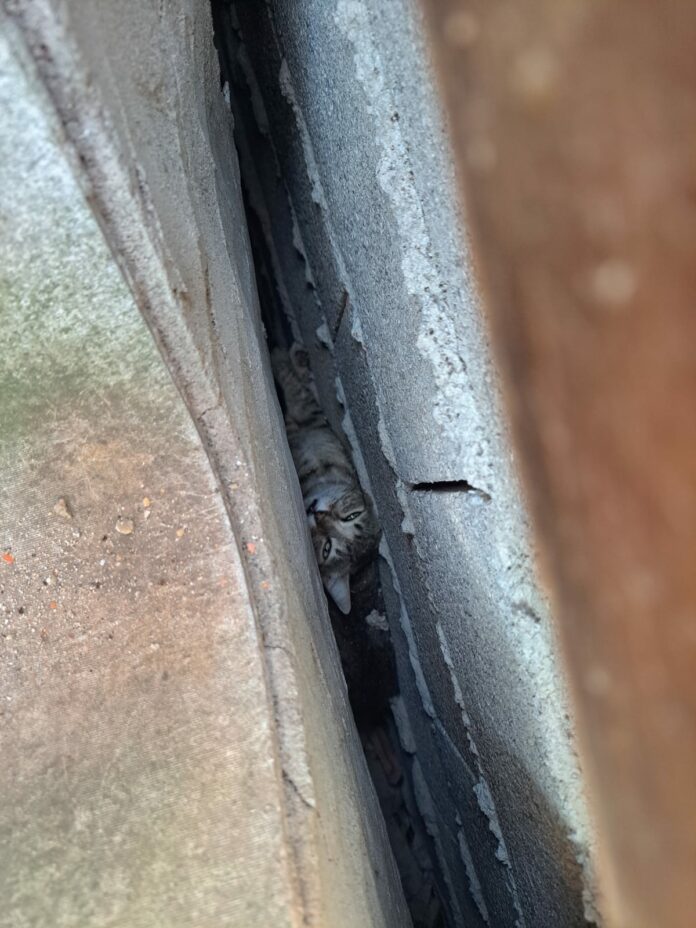 Bombeiros resgatam gato preso entre paredes em residência de Caraguatatuba Bombeiros resgatam gato preso entre paredes em residência de Caraguatatuba