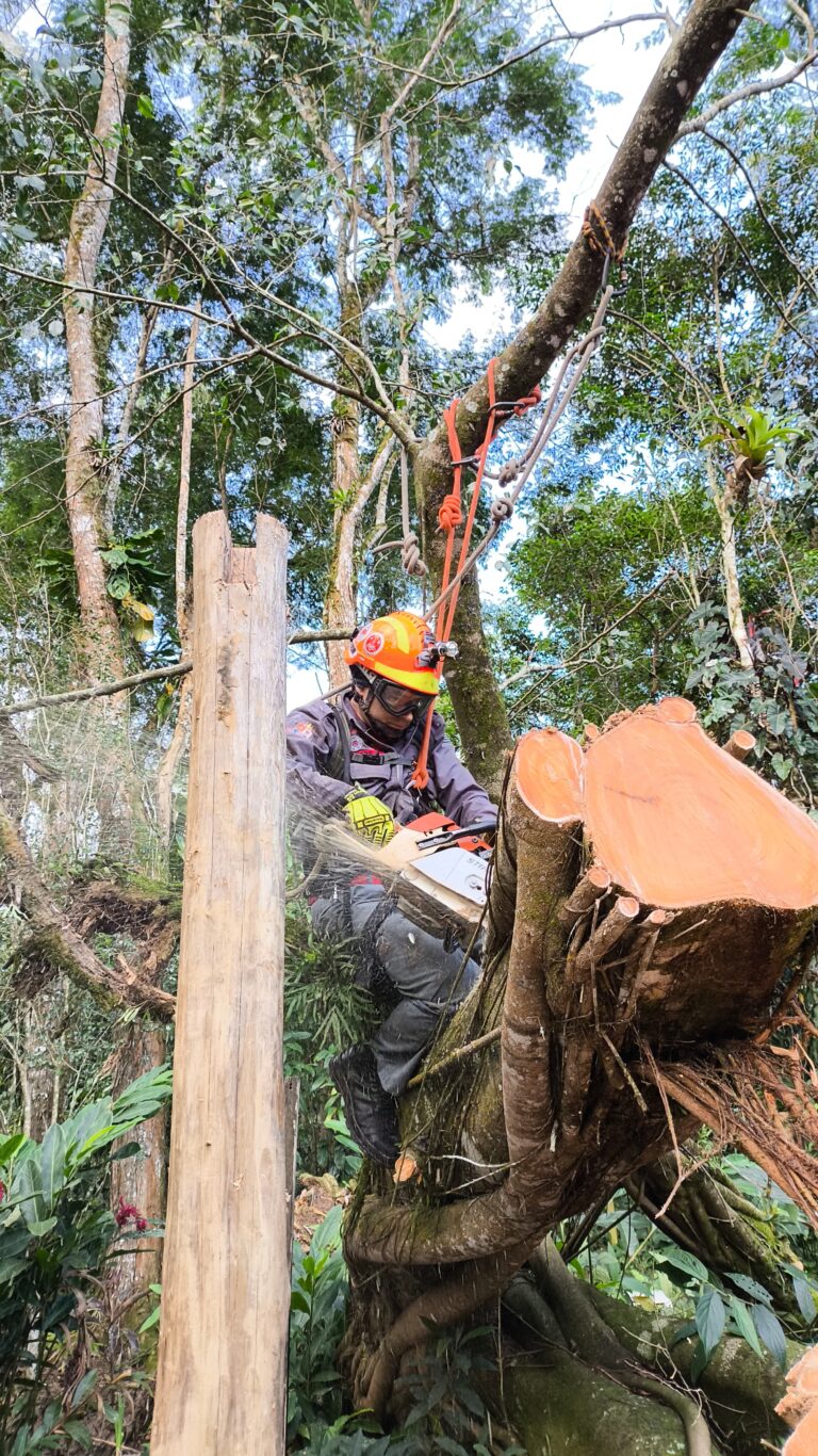 Árvore de grande porte cai sobre casa em Ubatuba