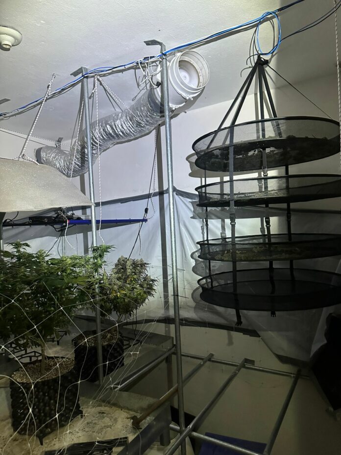 BAEP localiza casa com plantação de maconha