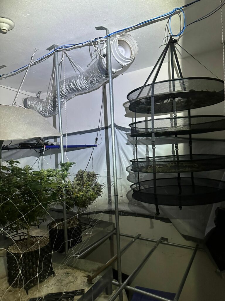 BAEP localiza casa com plantação de maconha
