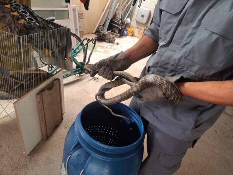 Cobra é capturada por bombeiros em lavanderia de casa em Caraguatatuba