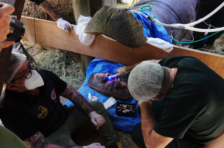Hipopótamo Dinho passa por tratamento odontológico no Bosque dos Jequitibás, em Campinas
