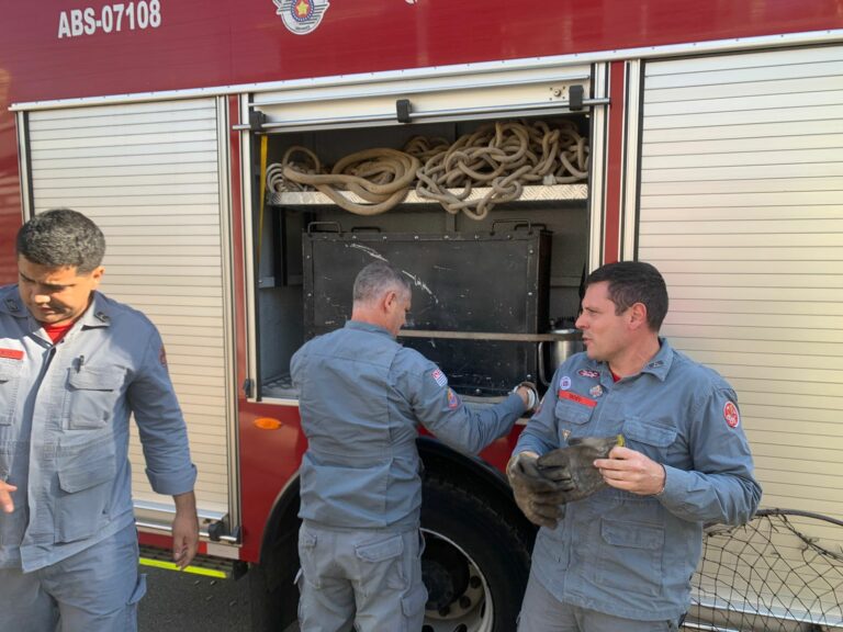 Capivara ferida é resgatada no Jardim Chapadão, em Campinas