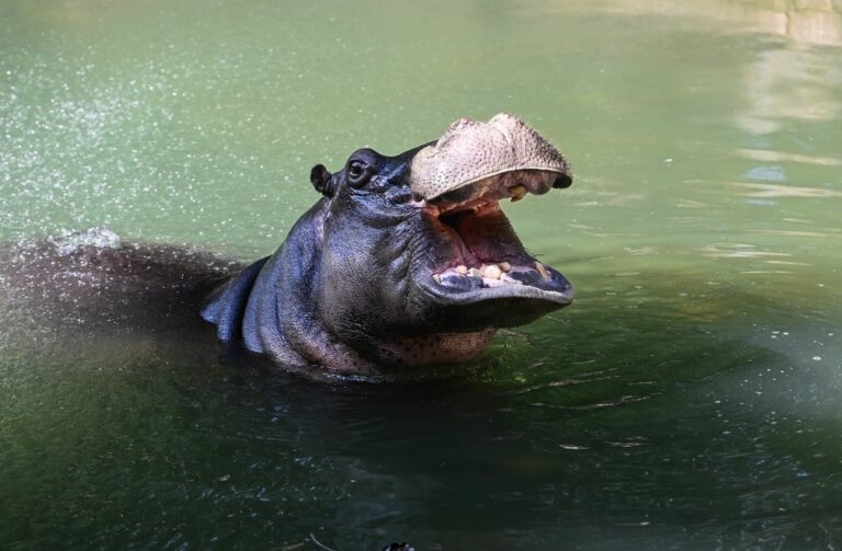 Dinho, o hipopótamo do Bosque de Campinas, volta à rotina após cirurgia dentária