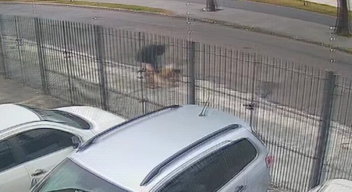 VÍDEO: Cachorro é atacado por pitbull sem focinheira em São José dos Campos