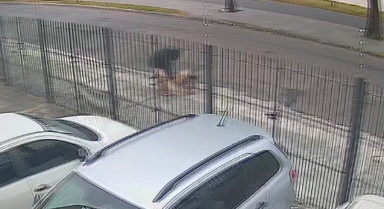 VÍDEO: Cachorro é atacado por pitbull sem focinheira em São José dos Campos