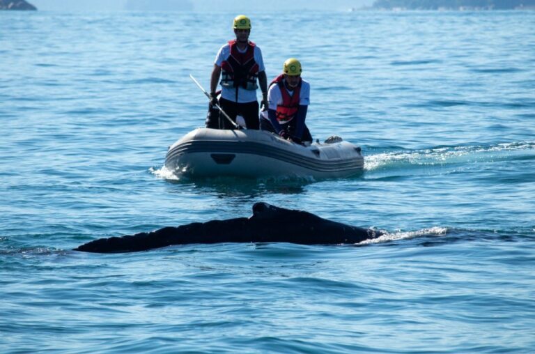 Baleia-jubarte é resgatada pela segunda vez em Ubatuba após se enroscar em rede de pesca