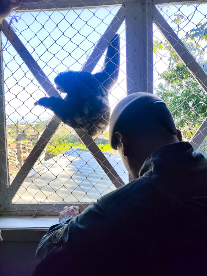 Bicho-preguiça é resgatado de residência em Caraguatatuba