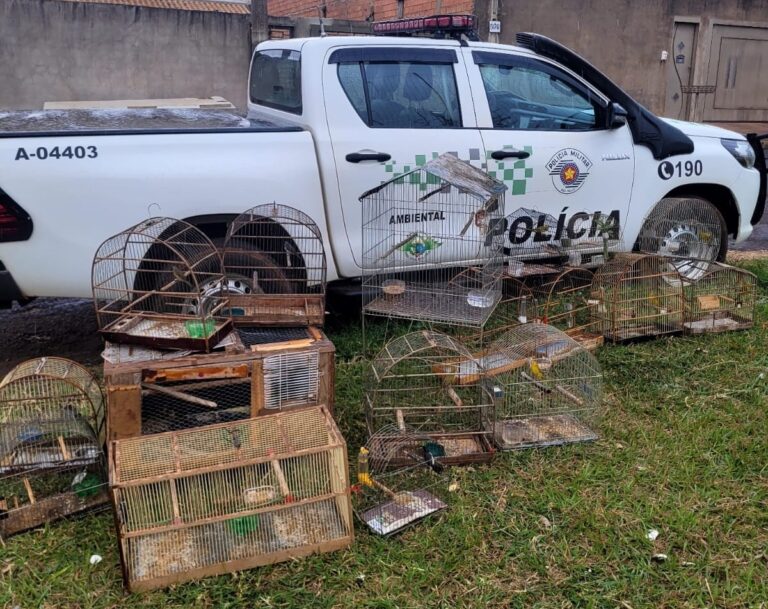 Ambiental apreende aves silvestres em cativeiro ilegal na região