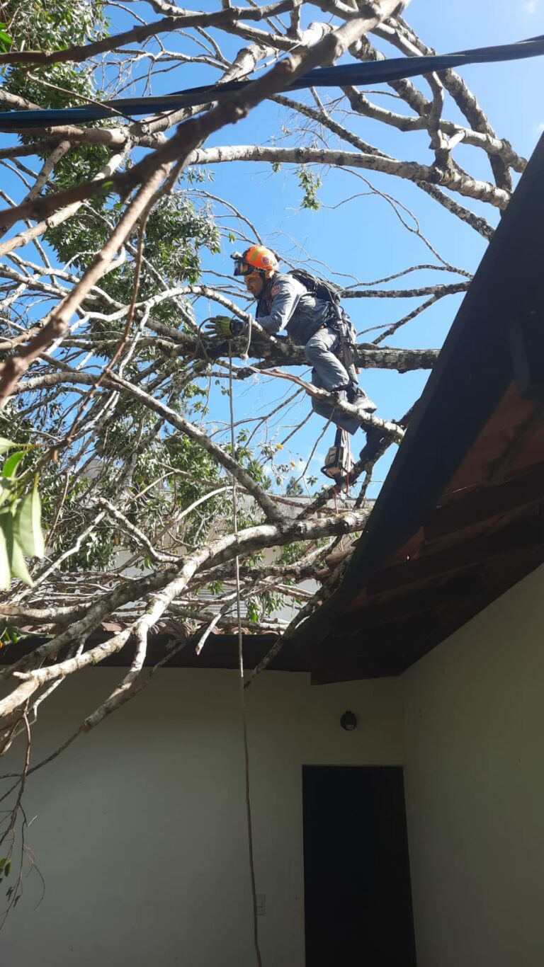 Árvore de grande porte cai sobre casa durante ventania em Ubatuba