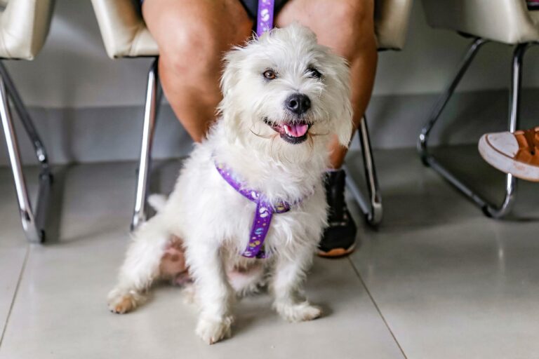 Prefeitura abre 1.2 mil novas vagas para castração gratuita de cães e gatos em Ribeirão Preto