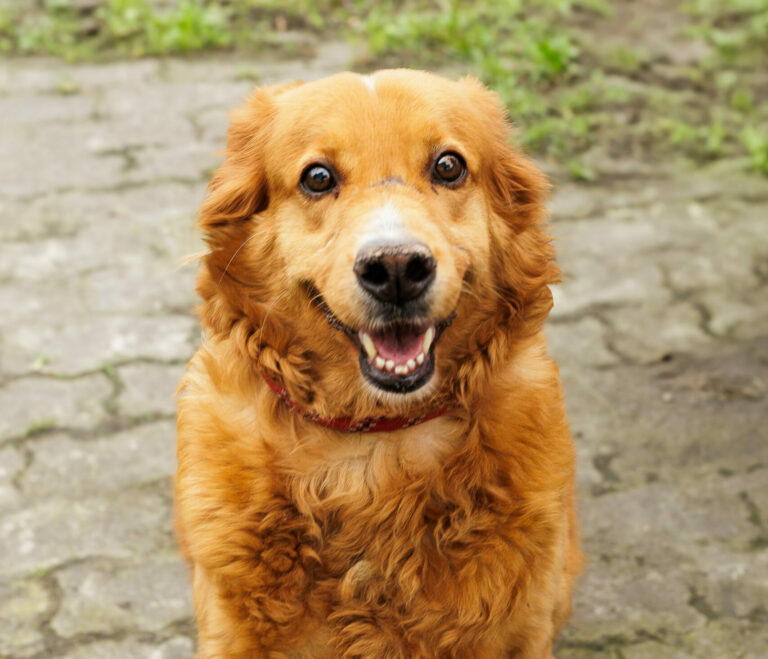 Adoção de animais em Cubatão: campanha oferece nova chance para cães e gatos