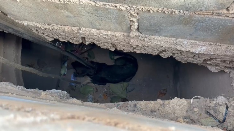 Cachorro é resgatado de buraco na rodovia Miguel Melhado