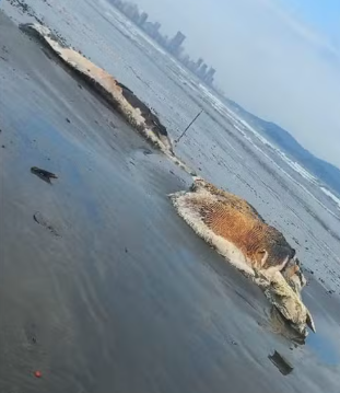 Baleia jubarte em avançado estado de decomposição encalha em praia de Santos