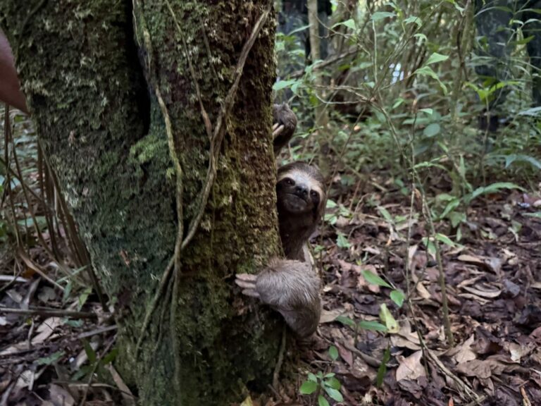 Bicho-preguiça é solto na natureza após recuperação em Registro; VÍDEO