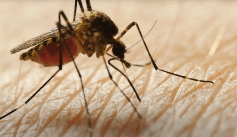 Começou a segunda fase da instalação de armadilhas contra a dengue