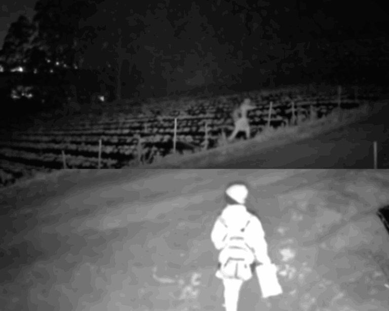 Produtores de morango enfrentam onda de furtos na safra