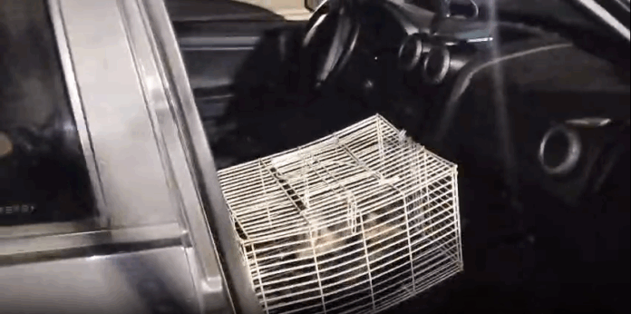 Três macacos-prego embriagados com pinga são resgatados em pedágio de Nova Odessa