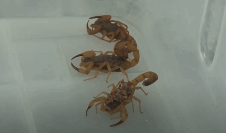 Bióloga dá dicas para evitar acidentes por escorpiões