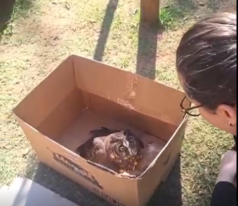 Uma coruja da espécie conhecida como mocho-do-diabo está em tratamento no Hospital Veterinário Planetvet, em Campinas, após ser resgatada pela Guarda Municipal de Capivari com ferimentos causados por linha com cerol. O animal teve as asas cortadas e, segundo o veterinário responsável, só será possível saber se poderá voltar à natureza após a cicatrização. Siga o perfil do THMais Record no Instagram Faça parte do canal de WhatsApp do THMais e fique bem-informado o dia todo O hospital, que mantém há mais de 16 anos um projeto socioambiental de atendimento gratuito a animais silvestres resgatados na região, recebe casos encaminhados por órgãos como a Polícia Ambiental, Corpo de Bombeiros, Guarda Municipal e Defesa Civil. Quando a reabilitação não é possível, as aves e outros bichos são destinados a instituições especializadas. Além da coruja, a clínica cuida atualmente de maritacas e de uma raposinha-do-campo — espécie rara na região, que precisou passar por cirurgia. De acordo com o veterinário Diogo Siqueira, aves como bem-te-vis, tucanos e outras corujas já foram atendidas com ferimentos semelhantes. Siga a THMais no Facebook e assista os nossos programas ao vivo Inscreva no canal do Youtube da THMais Record e veja a reportagem que quiser O cerol, mistura de cola com vidro moído, e a chamada “linha chilena” representam riscos não só para animais, mas também para motociclistas, ciclistas e pedestres. A prática é proibida por lei no Estado de São Paulo e pode gerar multa e responsabilização criminal.