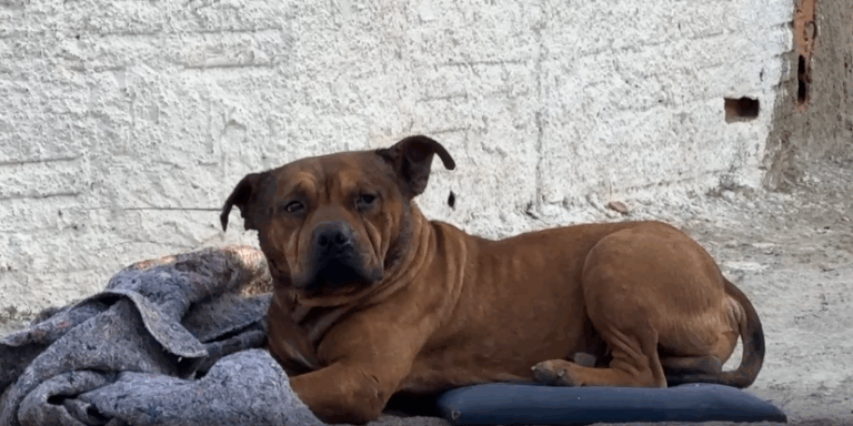 Pitbull solto assusta crianças em Campinas