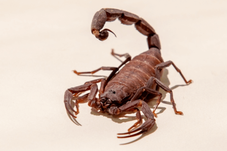 Escorpião | Divulgação/Governo de SP