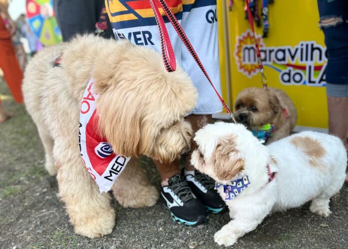 Pet Day em Campinas | Divulgação