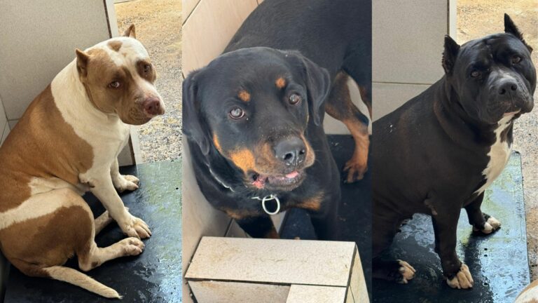 Os cachorros foram abandonados em Hortolândia