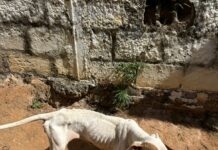 Dono de cães é preso por maus-tratos em Guaratinguetá