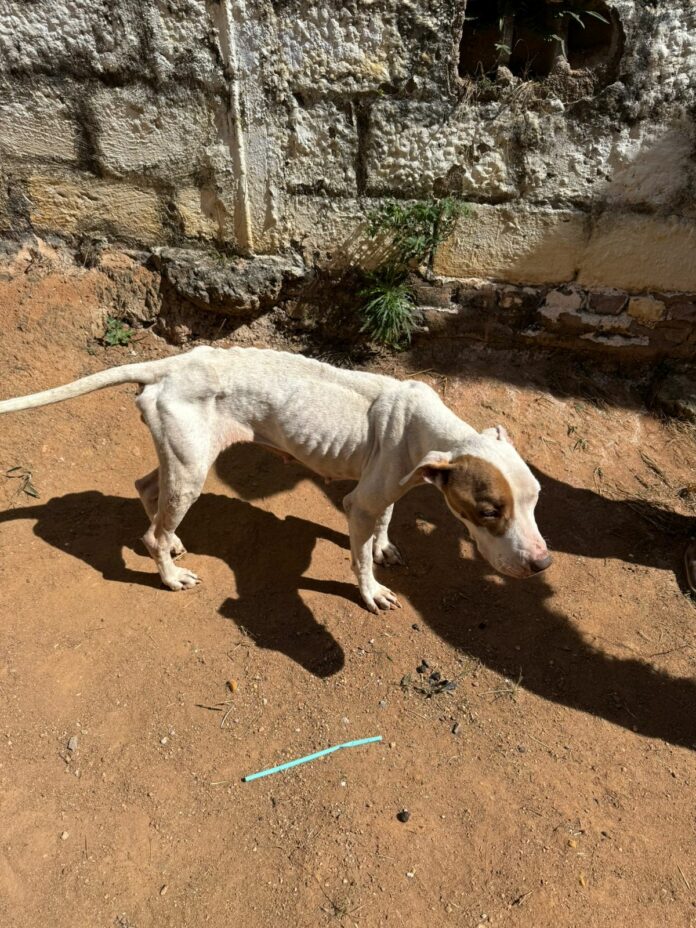 Dono de cães é preso por maus-tratos em Guaratinguetá Dono de cães é preso por maus-tratos em Guaratinguetá
