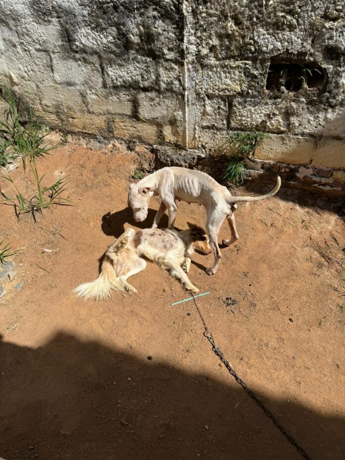 Dono de cães é preso por maus-tratos em Guaratinguetá